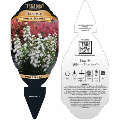 Liatris 'White Feather' - Tag Liatris 'White Feather' - Tag