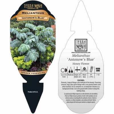 Melianthus 'Antonow's Blue' - Tag