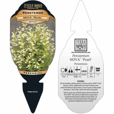 Penstemon NOVA® 'Pearl' - Tag Penstemon NOVA® 'Pearl' - Tag