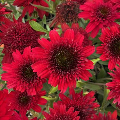 Echinacea DELIGHTFUL™ 'Sangria' Echinacea DELIGHTFUL™ 'Sangria'
