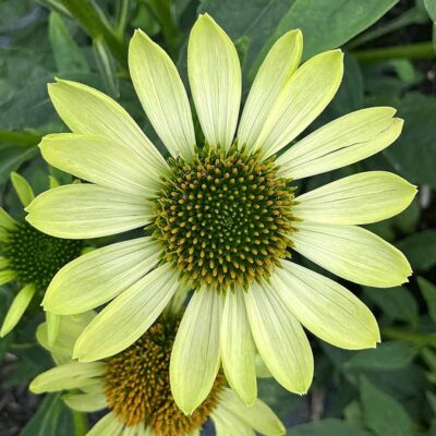 Echinacea PRIMA™ 'Lime' Echinacea PRIMA™ 'Lime'