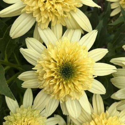 Echinacea SUN DIAL™ 'Zenith' Echinacea SUN DIAL™ 'Zenith'