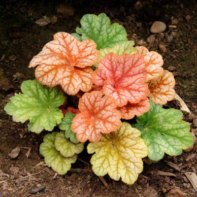 Heuchera 'Changeling' Heuchera 'Changeling'
