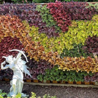 Heuchera FYRE WING™ 'Jet'