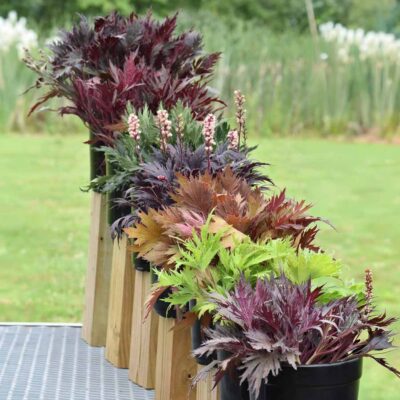Heuchera FYRE WING™ 'Spinel'