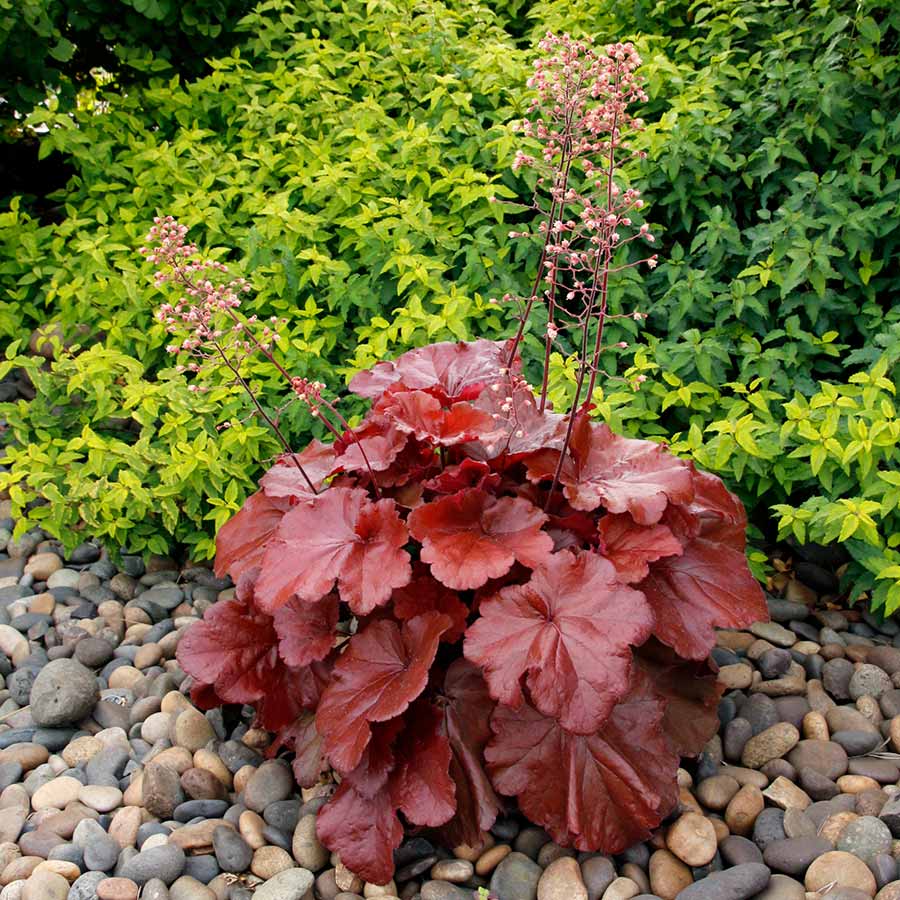 Heuchera GRANDE™ 'Carnelian' Heuchera GRANDE™ 'Carnelian'