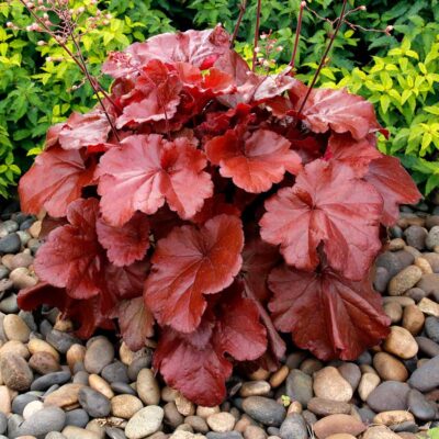 Heuchera GRANDE™ 'Carnelian' Heuchera GRANDE™ 'Carnelian'