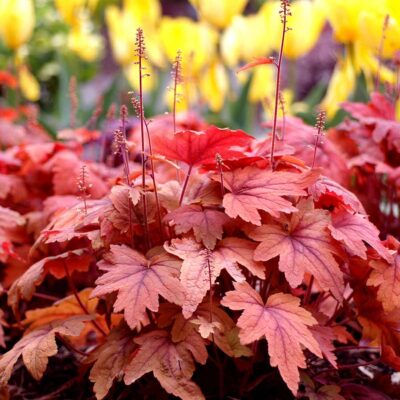 Heucherella 'Sweet Tea' Heucherella 'Sweet Tea'